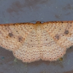 Epicyme rubropunctaria (Red-spotted Delicate) at Broulee Moruya Nature Observation Area - 5 Jul 2024 by LisaH