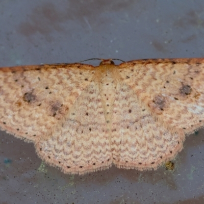 Epicyme rubropunctaria (Red-spotted Delicate) at Broulee Moruya Nature Observation Area - 5 Jul 2024 by LisaH