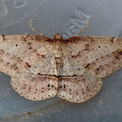 Zeuctophlebia squalidata (Forest Heath Moth) at Broulee Moruya Nature Observation Area - 5 Jul 2024 by LisaH