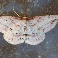 Zeuctophlebia squalidata at Broulee Moruya Nature Observation Area - suppressed