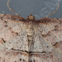 Zeuctophlebia squalidata at Broulee Moruya Nature Observation Area - suppressed