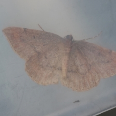 Zeuctophlebia squalidata at Broulee Moruya Nature Observation Area - suppressed