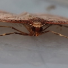 Zeuctophlebia squalidata at Broulee Moruya Nature Observation Area - suppressed
