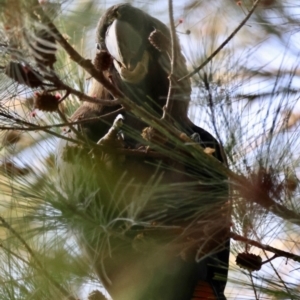 Calyptorhynchus lathami lathami at Broulee Moruya Nature Observation Area - suppressed