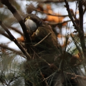 Calyptorhynchus lathami lathami at Broulee Moruya Nature Observation Area - suppressed