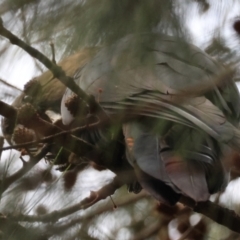 Calyptorhynchus lathami lathami at Broulee Moruya Nature Observation Area - suppressed