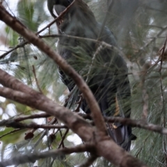 Calyptorhynchus lathami lathami at Broulee Moruya Nature Observation Area - suppressed