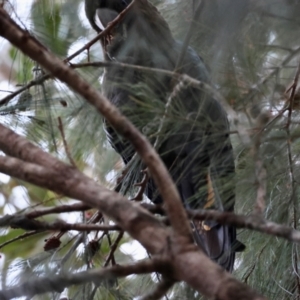 Calyptorhynchus lathami lathami at Broulee Moruya Nature Observation Area - suppressed