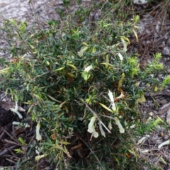 Styphelia tubiflora at Vincentia, NSW - 30 Jun 2024