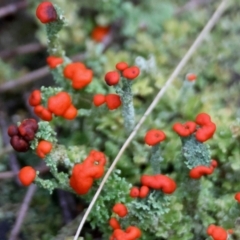 Cladonia sp. (genus) (Cup Lichen) at Broulee Moruya Nature Observation Area - 5 Jul 2024 by LisaH
