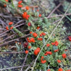 Cladonia sp. (genus) at Broulee Moruya Nature Observation Area - suppressed