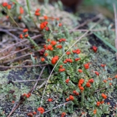 Cladonia sp. (genus) at Broulee Moruya Nature Observation Area - suppressed