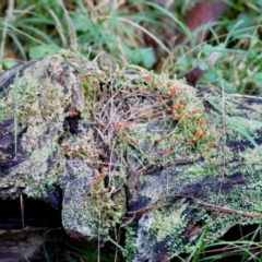 Cladonia sp. (genus) at Broulee Moruya Nature Observation Area - suppressed