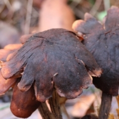 Gymnopus sp. at Broulee Moruya Nature Observation Area - 5 Jul 2024 by LisaH