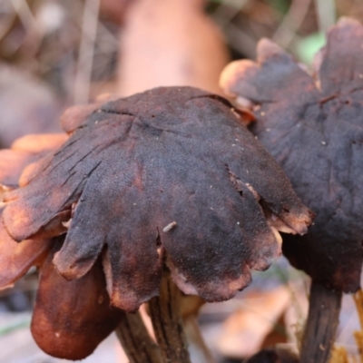 Gymnopus sp. at Broulee Moruya Nature Observation Area - 5 Jul 2024 by LisaH