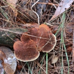 Unidentified Shelf-like to hoof-like & usually on wood at Broulee Moruya Nature Observation Area - 5 Jul 2024 by LisaH