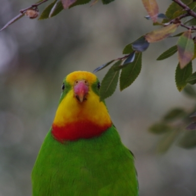 Polytelis swainsonii (Superb Parrot) at Yerrabi Pond - 4 Jul 2024 by betchern0t