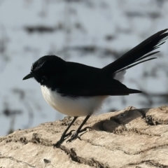 Rhipidura leucophrys (Willie Wagtail) at Chesney Vale, VIC - 24 Jun 2024 by jb2602