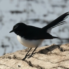 Rhipidura leucophrys (Willie Wagtail) at Winton Wetlands - 24 Jun 2024 by jb2602