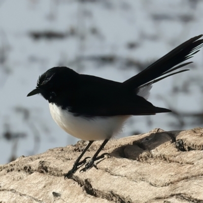 Rhipidura leucophrys (Willie Wagtail) at Chesney Vale, VIC - 24 Jun 2024 by jb2602