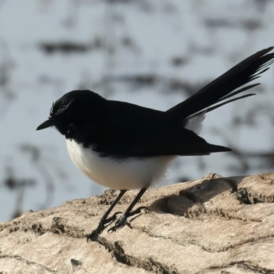 Rhipidura leucophrys (Willie Wagtail) at Winton Wetlands - 24 Jun 2024 by jb2602