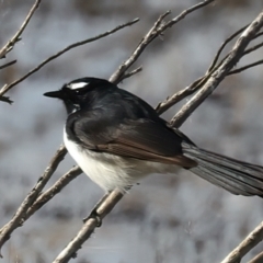 Rhipidura leucophrys at Chesney Vale, VIC - 24 Jun 2024