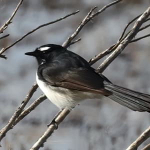 Rhipidura leucophrys at Chesney Vale, VIC - 24 Jun 2024