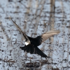 Rhipidura leucophrys at Chesney Vale, VIC - 24 Jun 2024