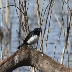 Rhipidura leucophrys at Chesney Vale, VIC - 24 Jun 2024