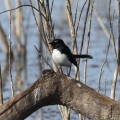 Rhipidura leucophrys at Chesney Vale, VIC - 24 Jun 2024