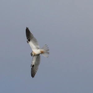 Elanus axillaris at Ginninderry Conservation Corridor - 5 Jul 2024