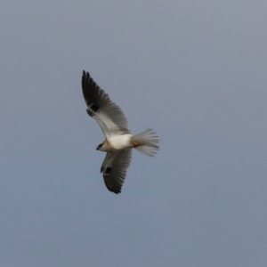 Elanus axillaris at Ginninderry Conservation Corridor - 5 Jul 2024