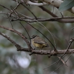 Acanthiza chrysorrhoa (Yellow-rumped Thornbill) at Ginninderry Conservation Corridor - 5 Jul 2024 by AlisonMilton
