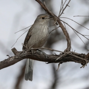 Colluricincla harmonica at Ginninderry Conservation Corridor - 5 Jul 2024