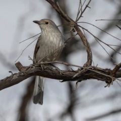 Colluricincla harmonica at Ginninderry Conservation Corridor - 5 Jul 2024