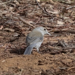 Colluricincla harmonica at Ginninderry Conservation Corridor - 5 Jul 2024