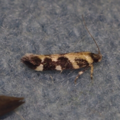 Macrobathra baliomitra (A Gelechioid moth) at Corio, VIC - 4 Dec 2010 by WendyEM