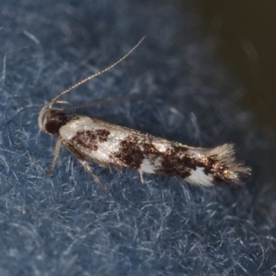 Macrobathra baliomitra (A Gelechioid moth) at Corio, VIC - 5 Dec 2010 by WendyEM