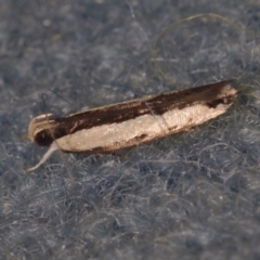 Ardozyga catarrhacta at Corio, VIC - 5 Dec 2010 12:04 AM