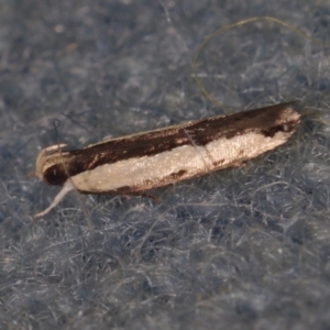 Ardozyga catarrhacta at Corio, VIC - 5 Dec 2010 12:04 AM
