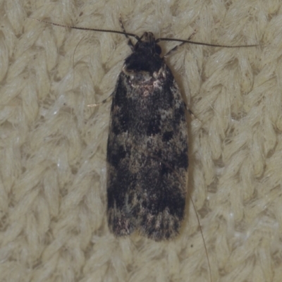 Barea (genus) (A concealer moth) at Corio, VIC - 4 Dec 2010 by WendyEM