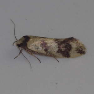 Olbonoma triptycha at Corio, VIC - 4 Dec 2010 10:28 PM