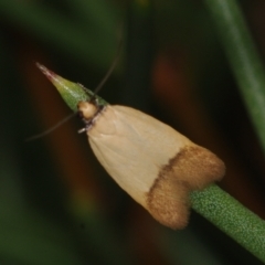 Tachystola stenoptera (A concealer moth) at Corio, VIC - 4 Dec 2010 by WendyEM