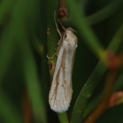 Philobota agnesella (A concealer moth) at Corio, VIC - 4 Dec 2010 by WendyEM