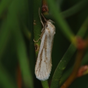 Philobota agnesella at Corio, VIC - 4 Dec 2010