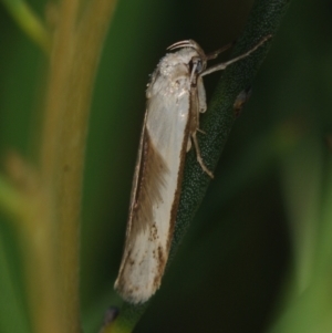 Philobota productella at Corio, VIC - 4 Dec 2010