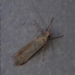 Philobota productella at Corio, VIC - 4 Dec 2010