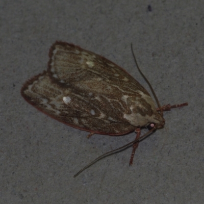 Euchaetis metallota (Euchaetis metallota) at Corio, VIC - 4 Dec 2010 by WendyEM