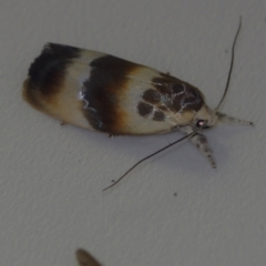 Piloprepes anassa (A Concealer moth) at Corio, VIC - 4 Dec 2010 by WendyEM