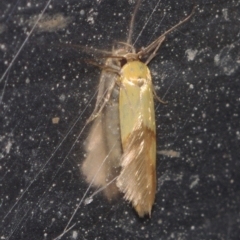 Stathmopoda crocophanes (Yellow Stathmopoda Moth) at Corio, VIC - 4 Dec 2010 by WendyEM